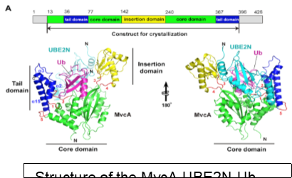 Luo Lab research published in the EMBO Journal